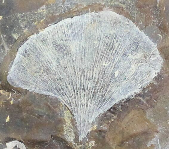 Fossil Ginkgo Leaf From North Dakota - Paleocene #29078